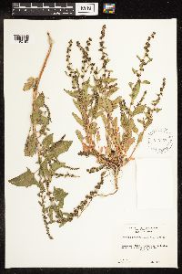 Chenopodium capitatum image