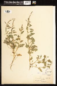 Chenopodium capitatum image