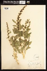 Chenopodium capitatum image