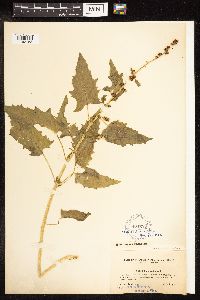 Chenopodium capitatum image