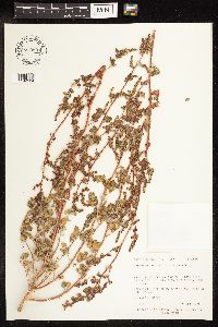 Chenopodium capitatum image