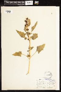 Chenopodium capitatum image