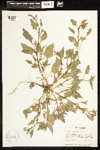 Chenopodium capitatum image
