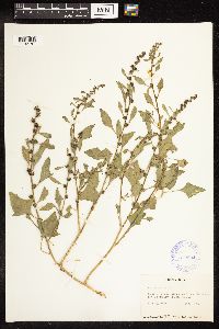 Chenopodium capitatum image