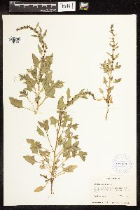 Chenopodium capitatum image