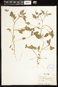 Chenopodium capitatum image