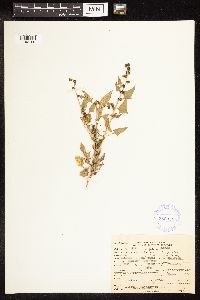 Chenopodium capitatum image