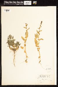 Chenopodium capitatum image