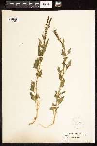Chenopodium capitatum image
