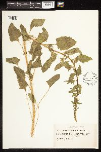 Chenopodium capitatum image
