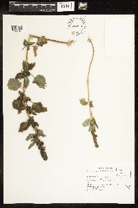 Chenopodium capitatum image
