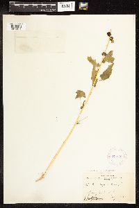 Chenopodium capitatum image