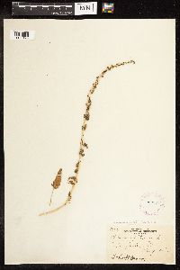 Chenopodium capitatum image