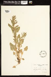 Chenopodium capitatum image
