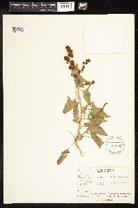 Chenopodium capitatum var. capitatum image