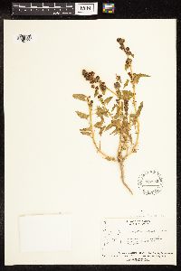 Chenopodium capitatum var. capitatum image