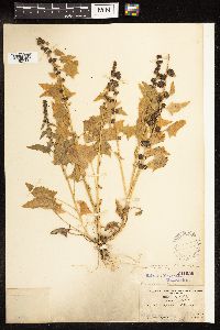 Chenopodium capitatum var. capitatum image