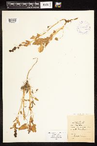 Chenopodium capitatum var. capitatum image