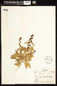 Chenopodium capitatum var. capitatum image