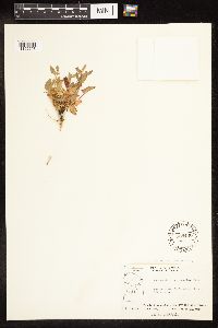 Chenopodium capitatum var. capitatum image