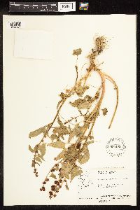 Chenopodium capitatum var. capitatum image