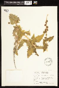 Chenopodium capitatum var. capitatum image