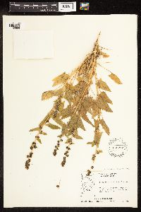 Chenopodium capitatum var. capitatum image