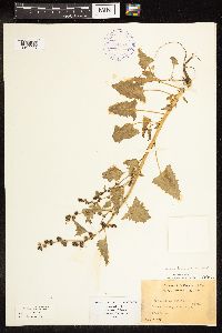 Chenopodium capitatum var. capitatum image