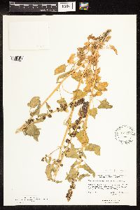 Chenopodium capitatum var. capitatum image