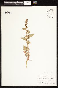 Chenopodium capitatum var. capitatum image