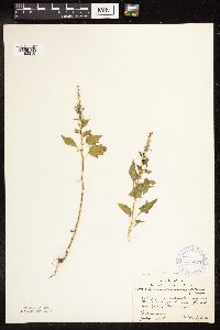 Chenopodium capitatum var. capitatum image