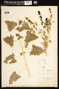Chenopodium capitatum var. capitatum image