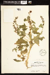 Chenopodium capitatum var. capitatum image