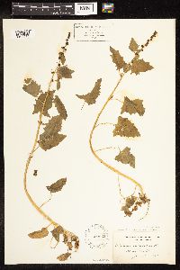 Chenopodium capitatum var. capitatum image