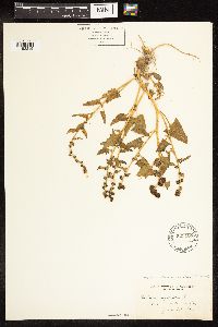 Chenopodium capitatum image