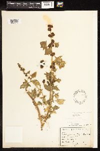 Chenopodium capitatum var. capitatum image