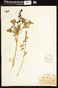 Chenopodium capitatum var. capitatum image