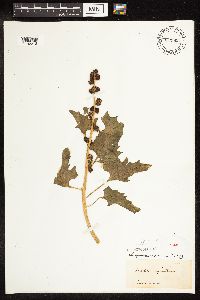 Chenopodium capitatum var. capitatum image