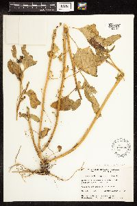 Chenopodium capitatum var. capitatum image