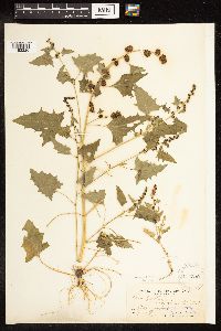Chenopodium capitatum var. capitatum image