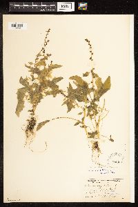 Chenopodium capitatum var. capitatum image