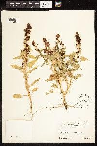 Chenopodium capitatum var. capitatum image