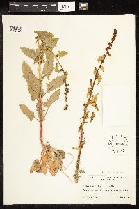 Chenopodium capitatum var. capitatum image