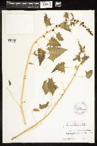 Chenopodium capitatum var. capitatum image