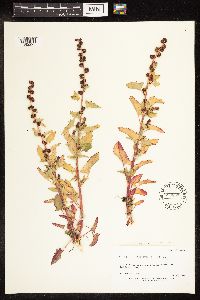 Chenopodium capitatum var. capitatum image