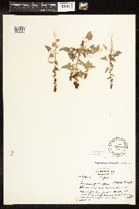 Chenopodium capitatum var. capitatum image