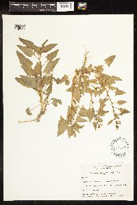 Chenopodium capitatum var. capitatum image