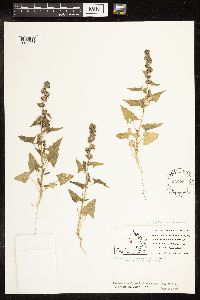 Chenopodium capitatum var. capitatum image