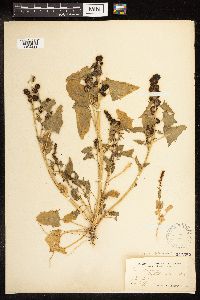 Chenopodium capitatum var. capitatum image