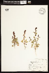 Chenopodium capitatum var. capitatum image